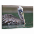 Caribbean Pelican Print - Virgin Islands Wildlife Art