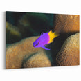 Virgin Islands Canvas Prints - Colorful Reef Fish Art