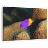 Virgin Islands Canvas Prints - Colorful Reef Fish Art