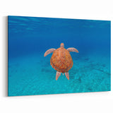 Caribbean Island Wall Decor - Majestic Sea Turtle Print