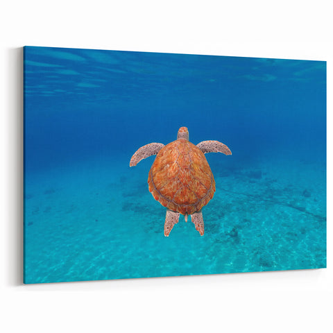 Caribbean Island Wall Decor - Majestic Sea Turtle Print