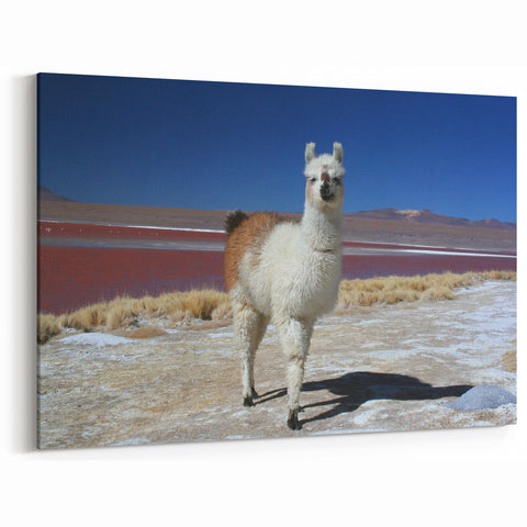 Llama by Red Lake - Bolivian Landscape Art