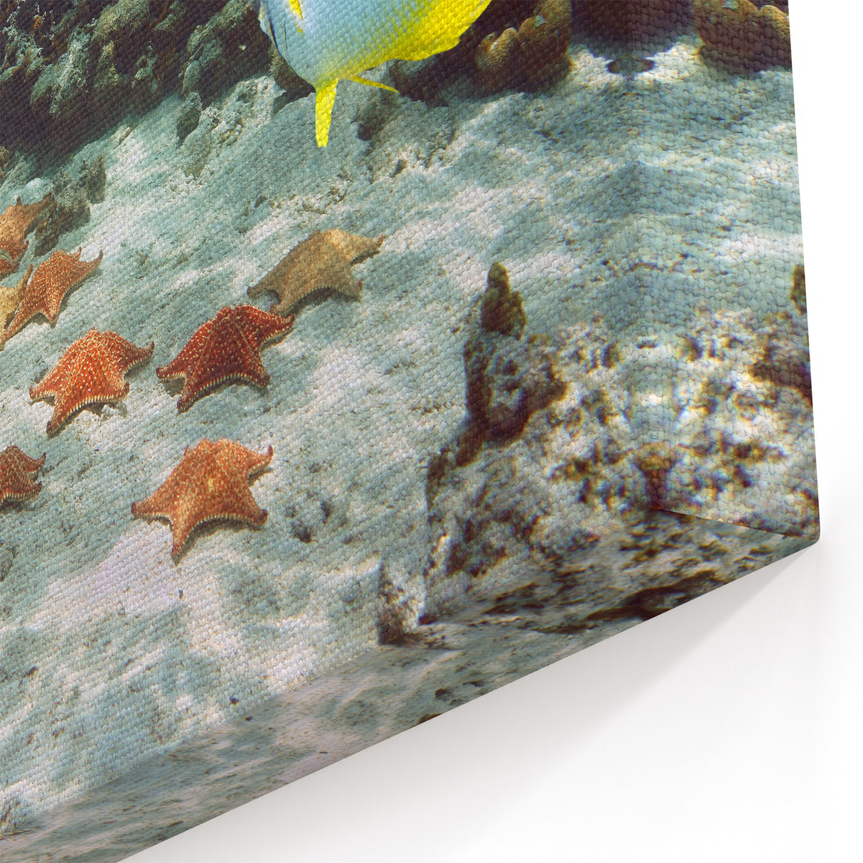 Providenciales Art Prints - Coral Reef Splendor