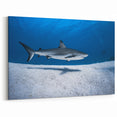 Tropical Island Decor - Majestic Shark Encounter