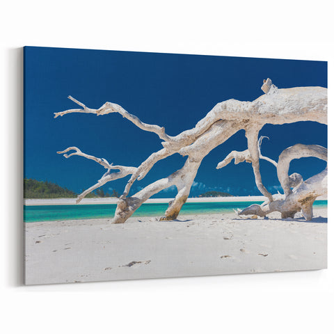 Australian Coastal Art - Driftwood Beach Canvas