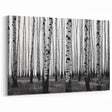 Colorado Aspen Forest Art - Black and White Aspen Forest with Bold Contrast