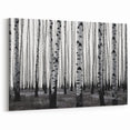Colorado Aspen Forest Art - Black and White Aspen Forest with Bold Contrast