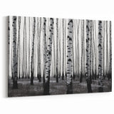 Colorado Aspen Forest Art - Black and White Aspen Forest with Bold Contrast