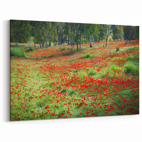 Scenic Israel Photography – Blooming Red Flowers Landscape Wall Art