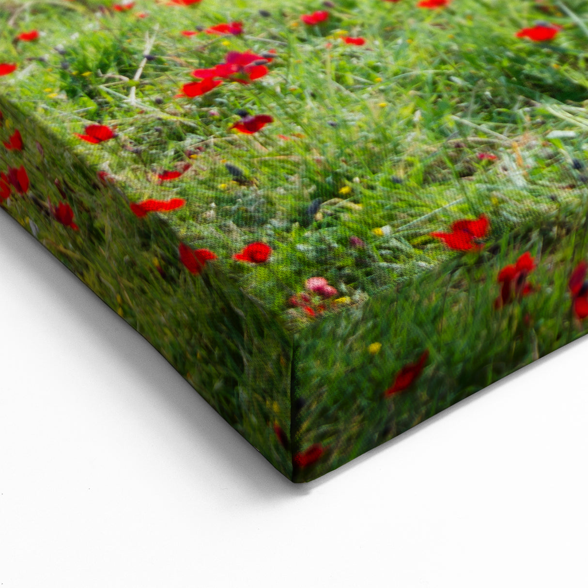 Scenic Israel Photography – Blooming Red Flowers Landscape Wall Art