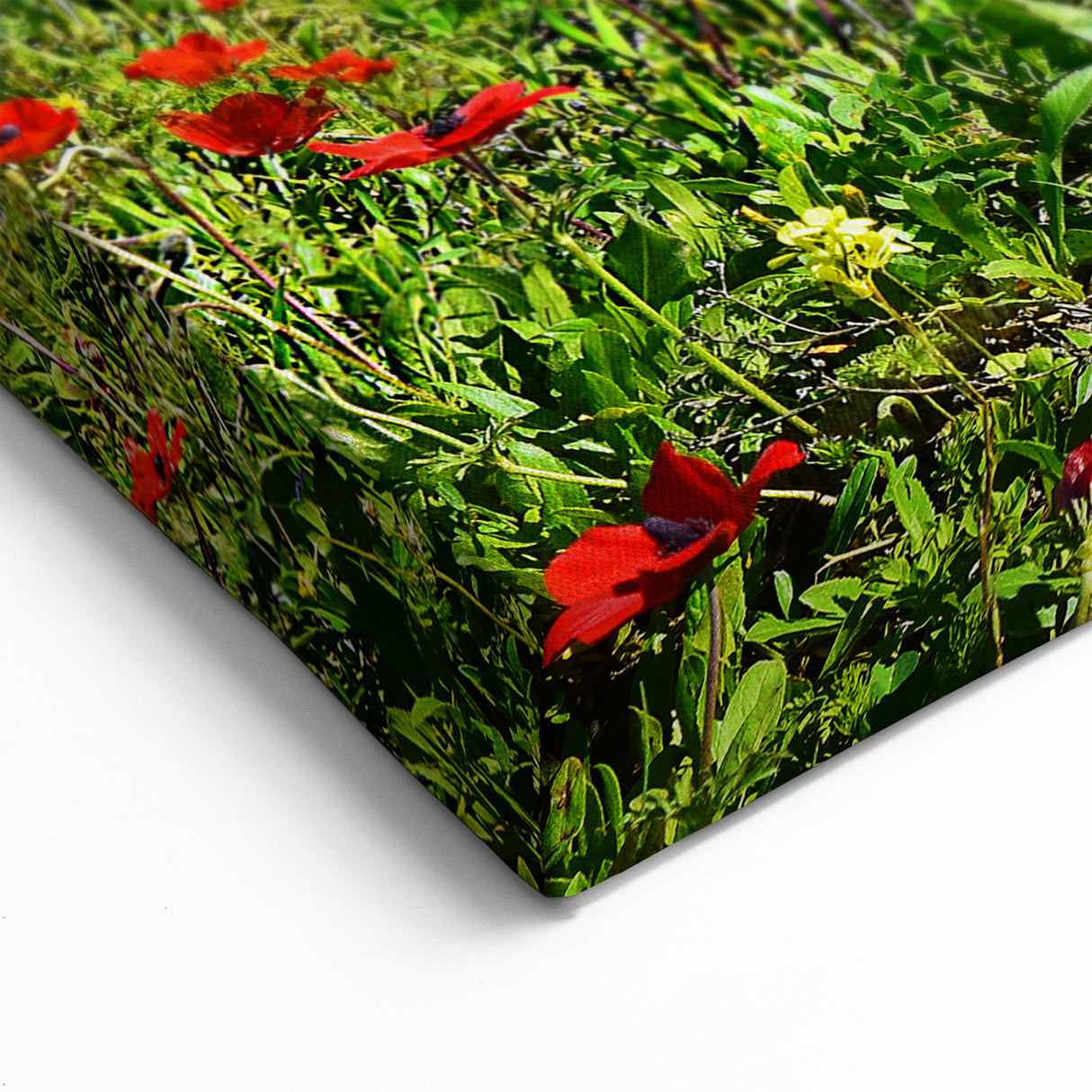 Scenic Israel Photography – Blooming Flowers and Mountain View Wall Art