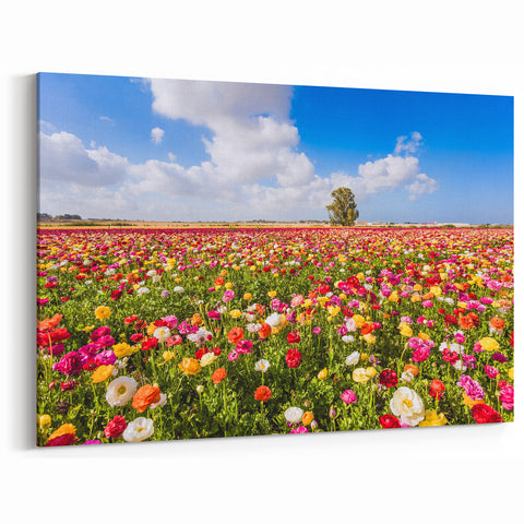 Scenic Israel Photography – Vibrant Flower Fields, Middle Eastern Art