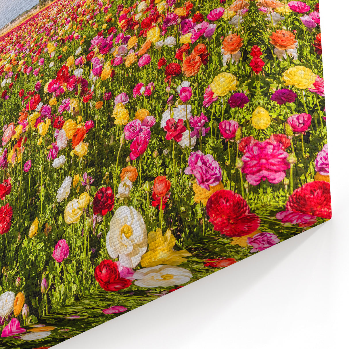 Scenic Israel Photography – Vibrant Flower Fields, Middle Eastern Art