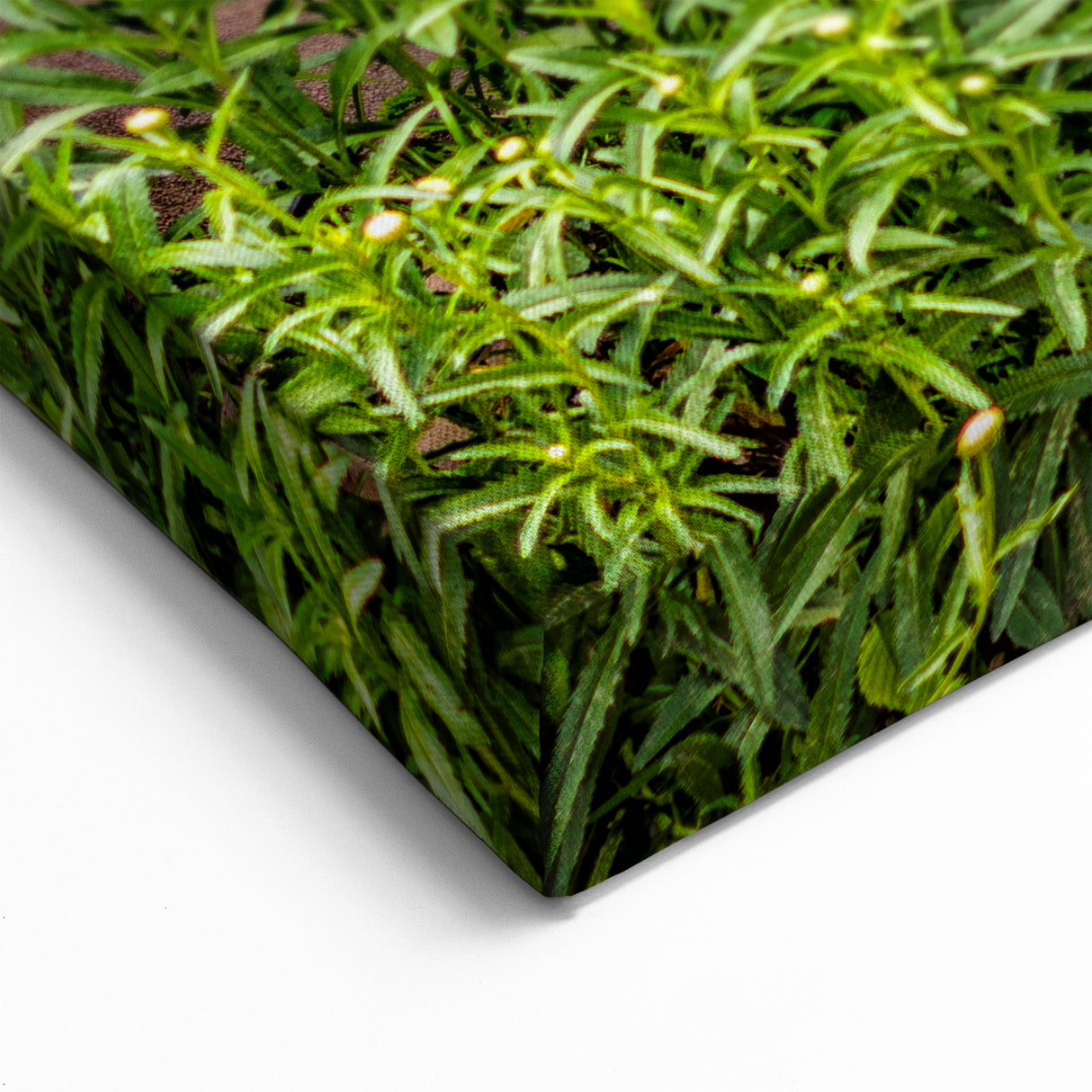 Vibrant Blue Door with Rustic Charm and Flowers - Chile Travel Posters