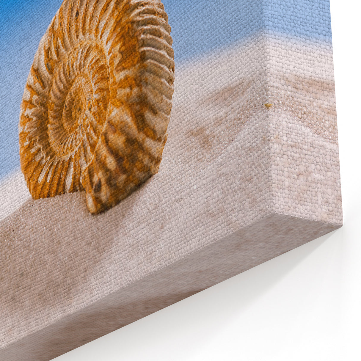 Natural Elements Wall Art - Nature Closeups Shell Canvas Print for Modern Homes