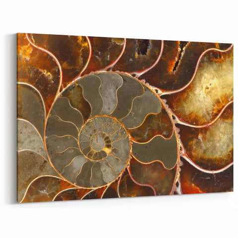 Natural Elements Wall Art: Nature Closeups Canvas Print - Fossil Spiral Detail