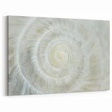 Natural Elements Wall Art - Shell Closeup on Stretched Canvas & Framed Print