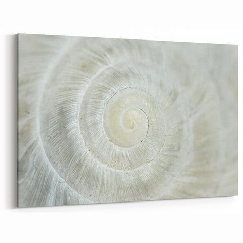 Natural Elements Wall Art - Shell Closeup on Stretched Canvas & Framed Print
