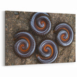 Natural Elements Wall Art | Spiral Insect Close-Up Nature Photography Print