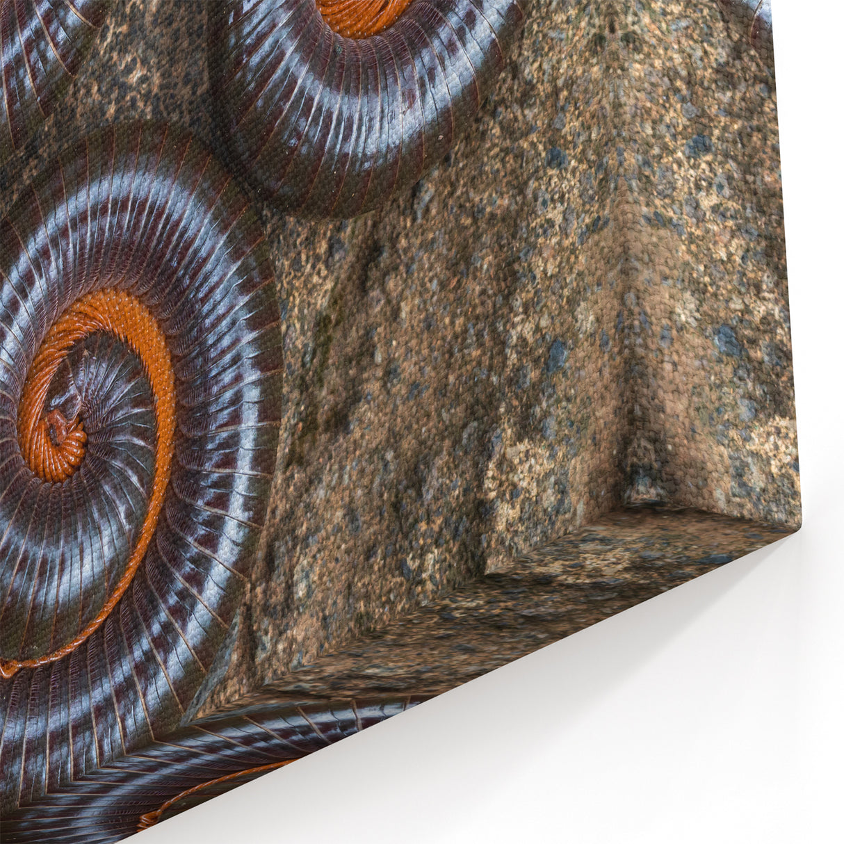 Natural Elements Wall Art | Spiral Insect Close-Up Nature Photography Print