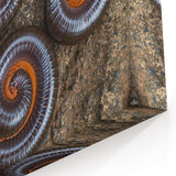 Natural Elements Wall Art | Spiral Insect Close-Up Nature Photography Print