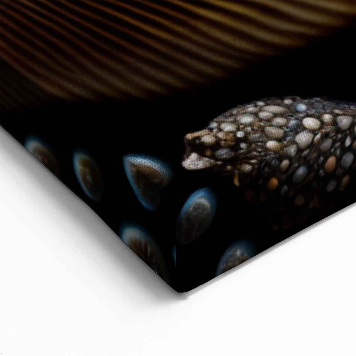 Natural Elements Wall Art | Seashell Collection Close-Up Canvas Print