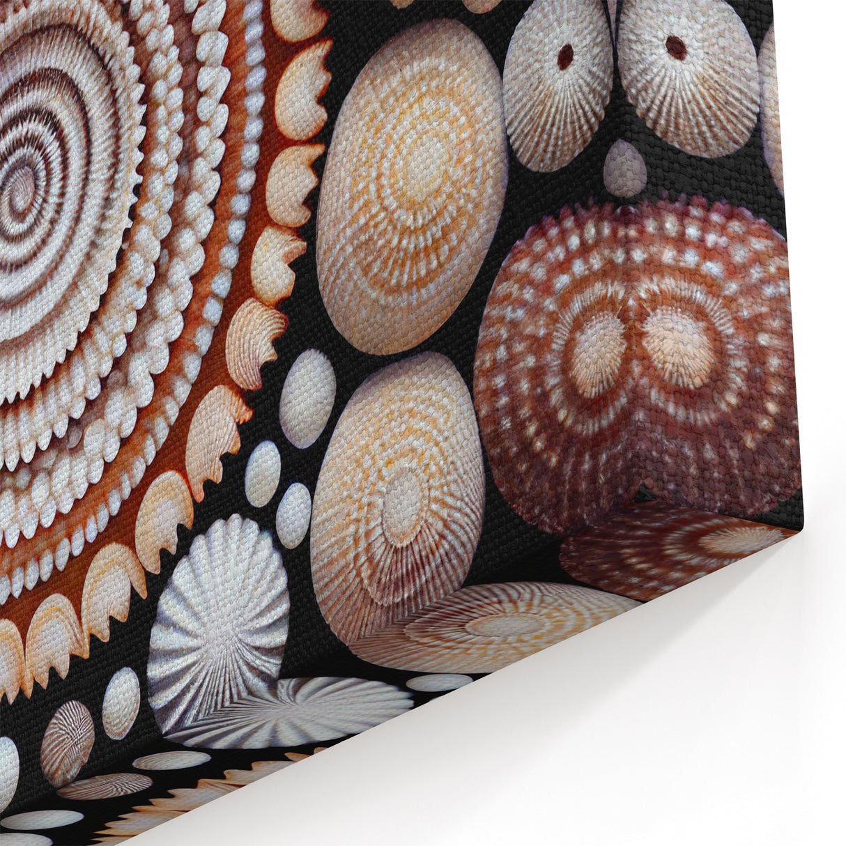 Natural Elements Wall Art | Seashell Spiral Collection Canvas Print