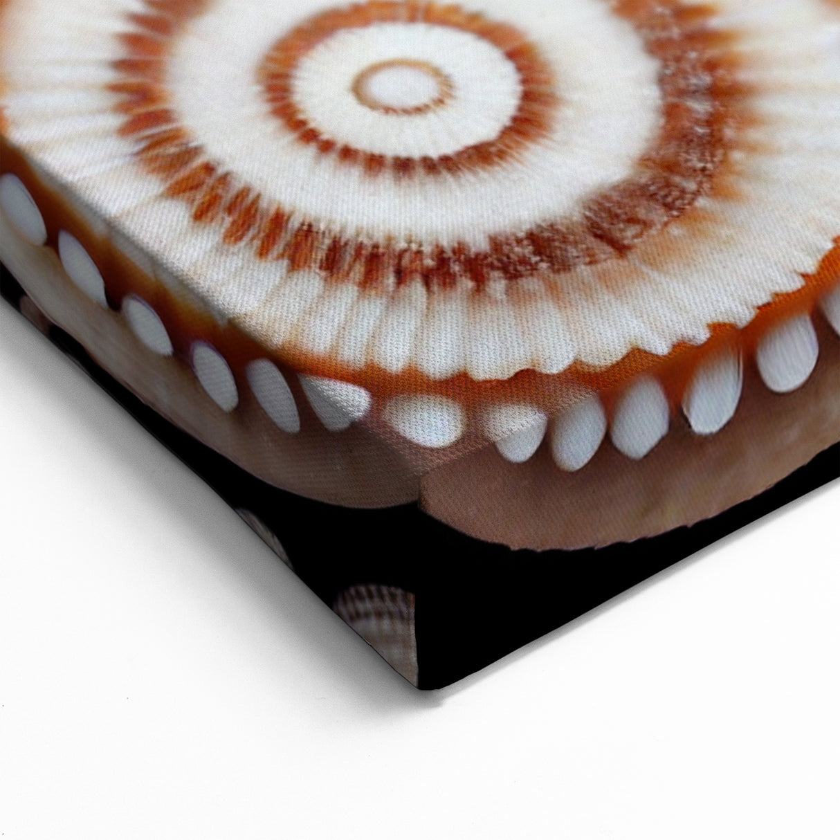Natural Elements Wall Art | Seashell Spiral Collection Canvas Print