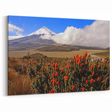 Ecuador Wall Art - Cotopaxi Volcano with Wildflowers Scenic Print