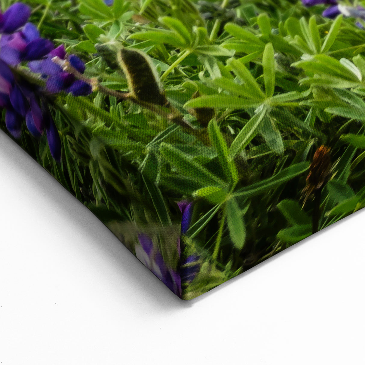 Ecuador Wall Art - Quilotoa Crater Lake with Wildflowers Scenic Print