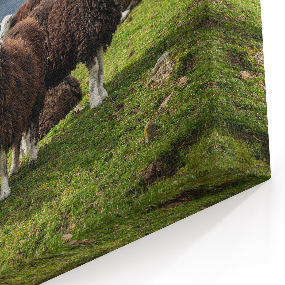 Cumbria Landscape Art - Herdwick Sheep in Scenic Lake District Print