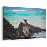 Ecuador Coastal Wildlife Art - Pelican on Rocky Shoreline Photography