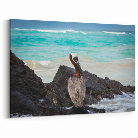 Ecuador Coastal Wildlife Art - Pelican on Rocky Shoreline Photography