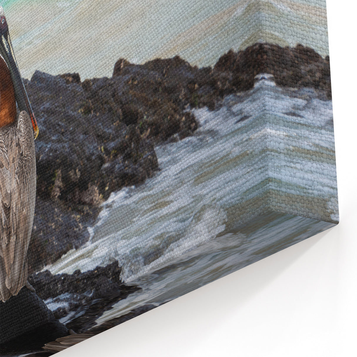 Ecuador Coastal Wildlife Art - Pelican on Rocky Shoreline Photography