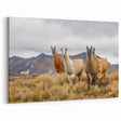 Ecuador Landscape Prints - Llamas in Andes Mountains Photography Art