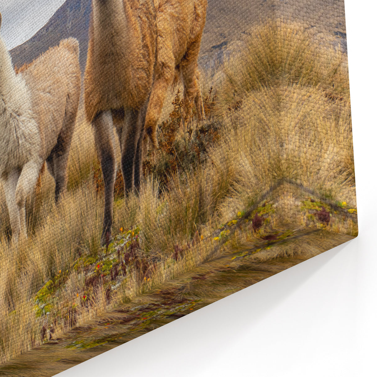 Ecuador Landscape Prints - Llamas in Andes Mountains Photography Art