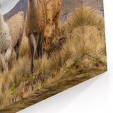 Ecuador Landscape Prints - Llamas in Andes Mountains Photography Art