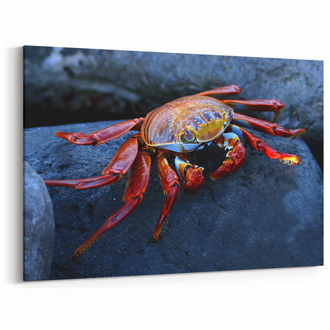Galapagos Islands Wildlife Crab - Framed Nature Art & Scenic Canvas Print