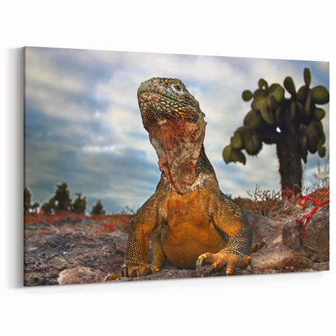 Galapagos Iguana Wildlife Art - Framed Scenic Print & Canvas Photography