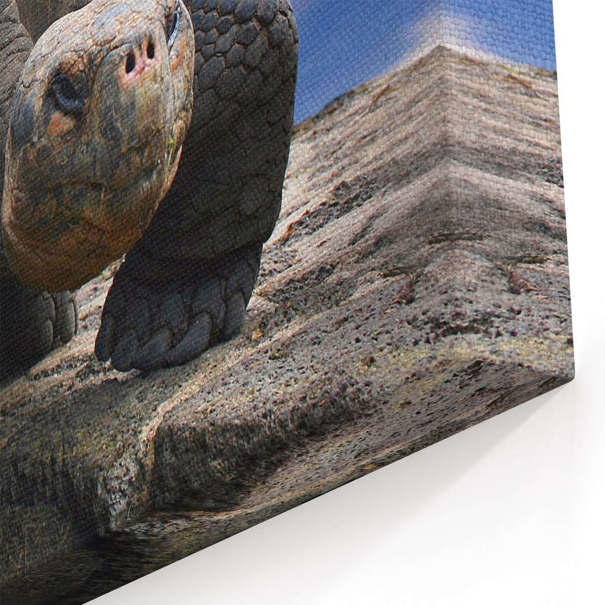 Galapagos Giant Tortoise - Framed Scenic Art & Nature Canvas Print