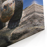 Galapagos Giant Tortoise - Framed Scenic Art & Nature Canvas Print