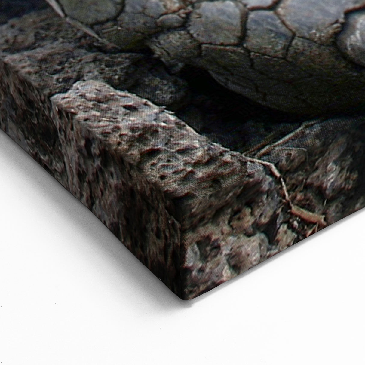 Galapagos Giant Tortoise - Framed Scenic Art & Nature Canvas Print