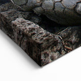 Galapagos Giant Tortoise - Framed Scenic Art & Nature Canvas Print