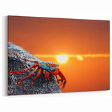 Galapagos Sunset Crab - Framed Scenic Art & Vibrant Nature Canvas Print
