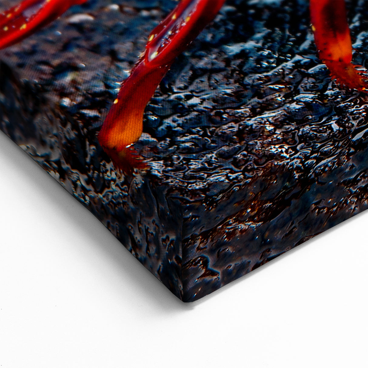 Galapagos Sunset Crab - Framed Scenic Art & Vibrant Nature Canvas Print