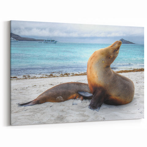 Galapagos Sea Lions - Framed Coastal Photography Art & Scenic Canvas Print