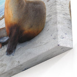 Galapagos Sea Lions - Framed Coastal Photography Art & Scenic Canvas Print