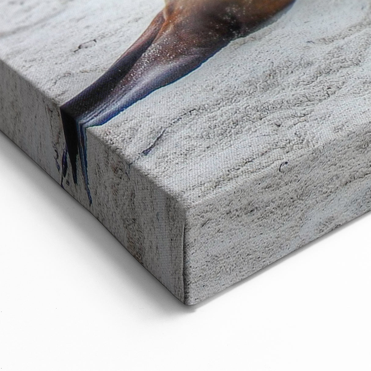 Galapagos Sea Lions - Framed Coastal Photography Art & Scenic Canvas Print