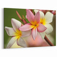 Fiji Frangipani Blossoms - Tropical Fiji Canvas