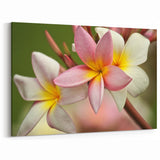 Fiji Frangipani Blossoms - Tropical Fiji Canvas